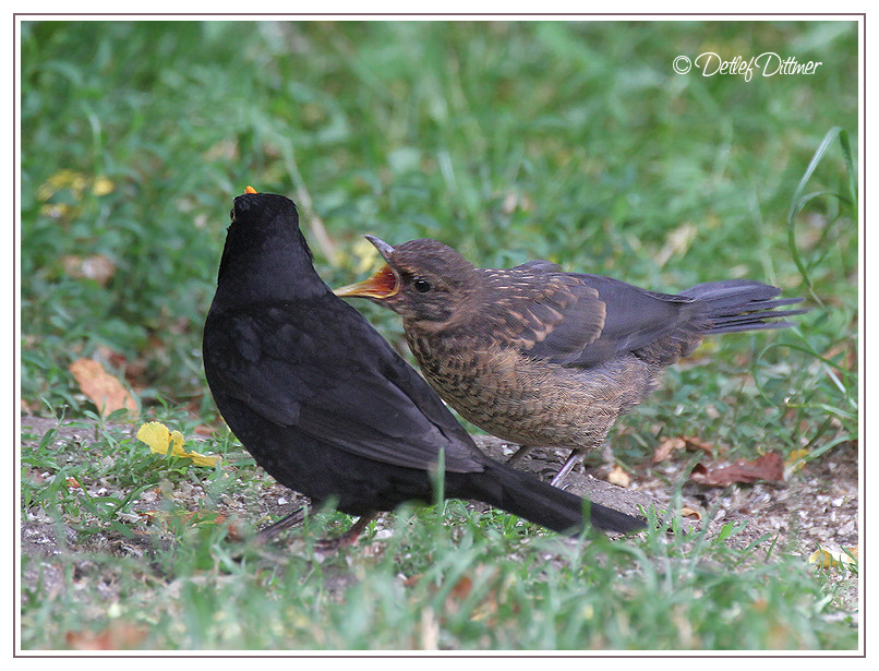 Amsel mit hungrigem Jungvogel