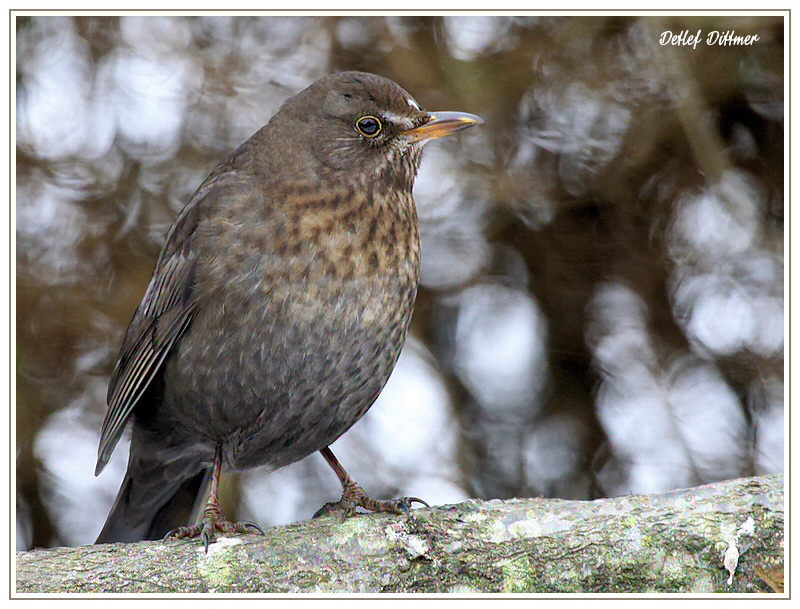 Amsel