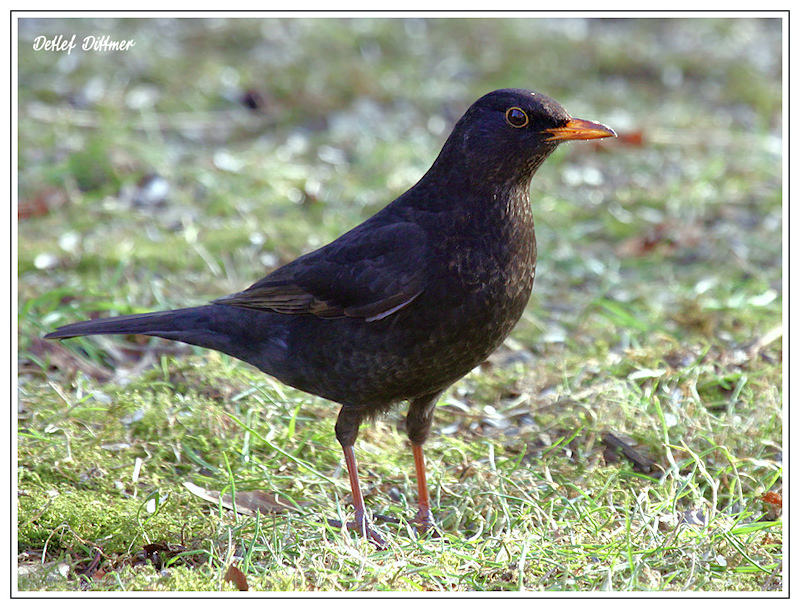 Amsel