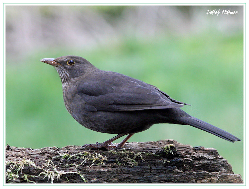 Amsel