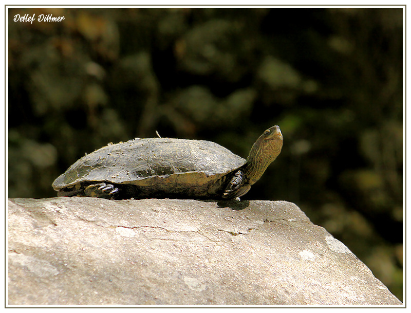 Ostmediterrane Bachschildkrte