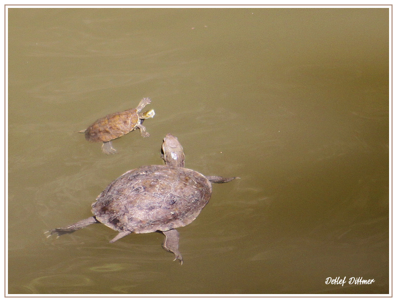 Ostmediterrane Bachschildkrten - Schwimmunterricht