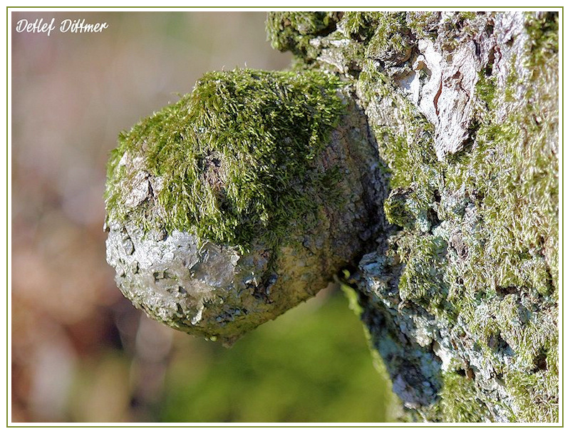 Detail eines Baumes