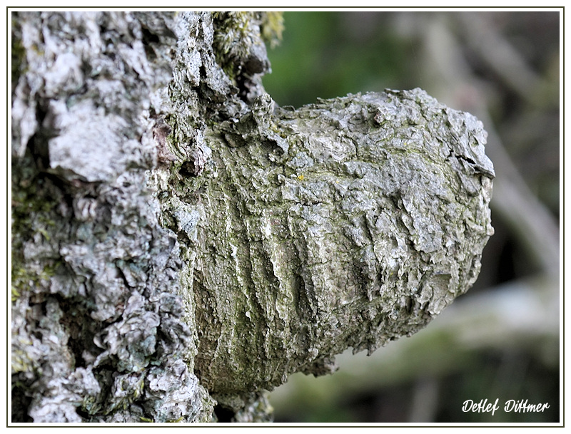 Baum - Detailansicht