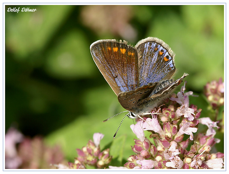 Bluling