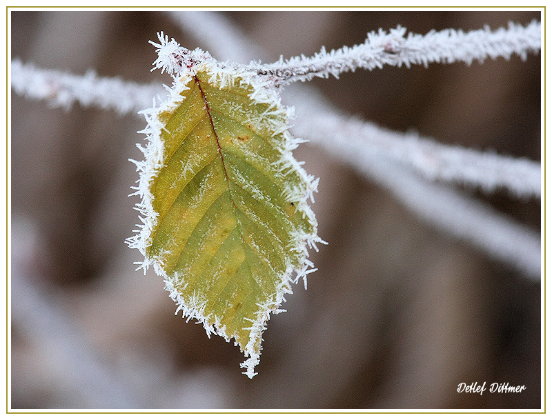 Ein Blatt im Winter