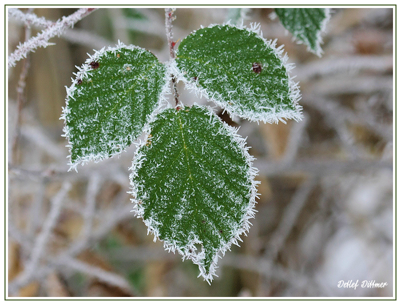 Bltter im Winter