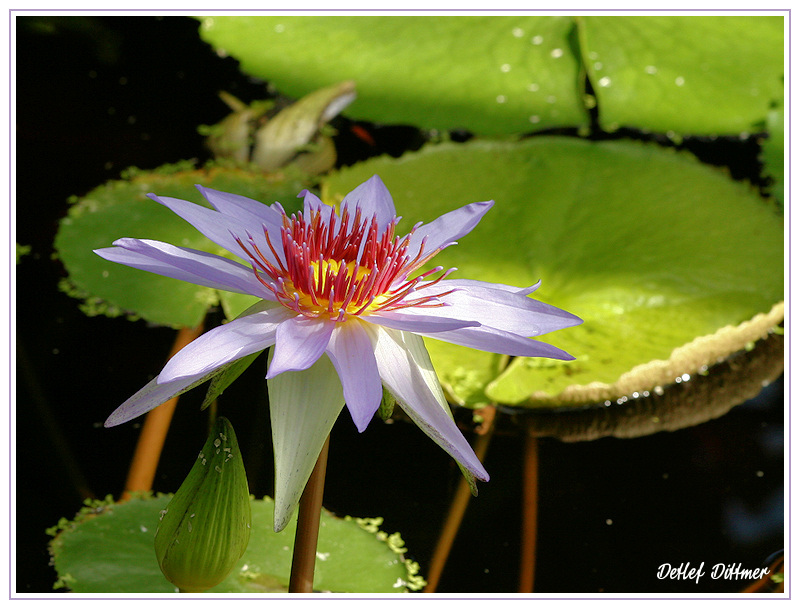 Blaue Lotusblume