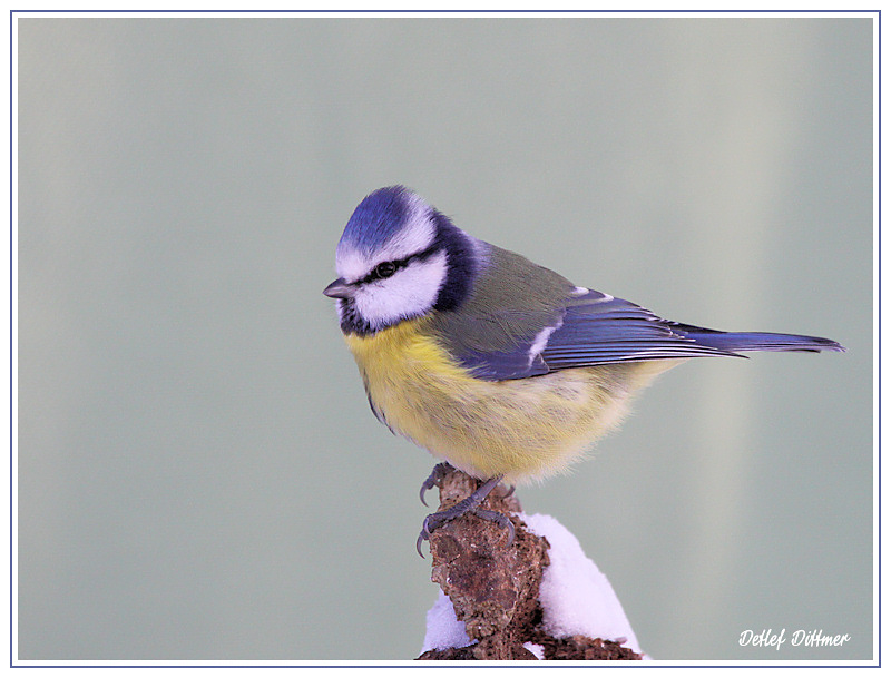 Blaumeise