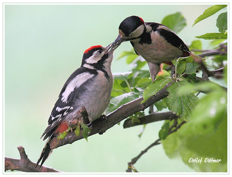 Buntspecht Mnnchen fttert einen Jungvogel (Mnnchen)