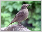 Star (Jungvogel)