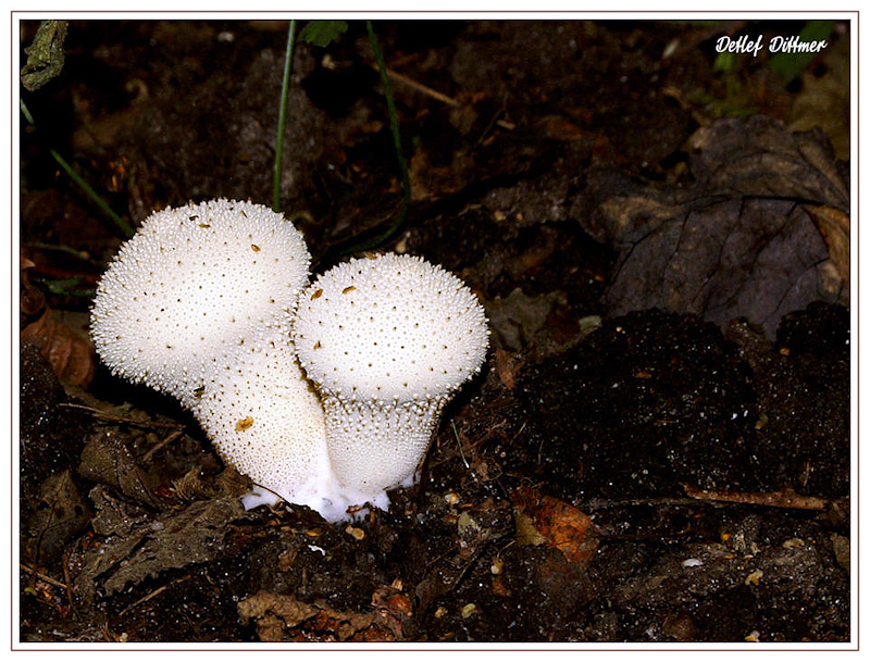 Flaschen-Stubling
