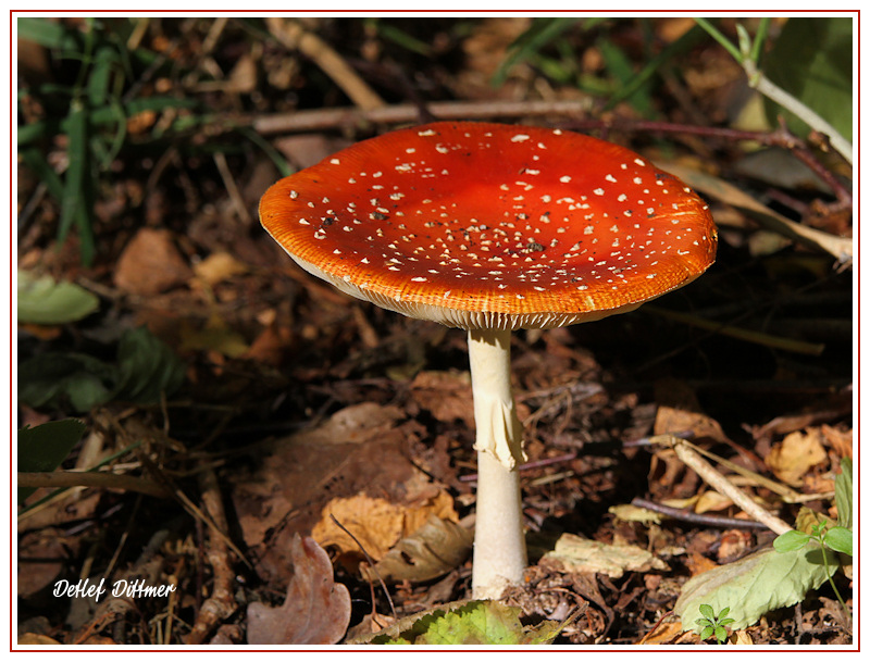 Fliegenpilz
