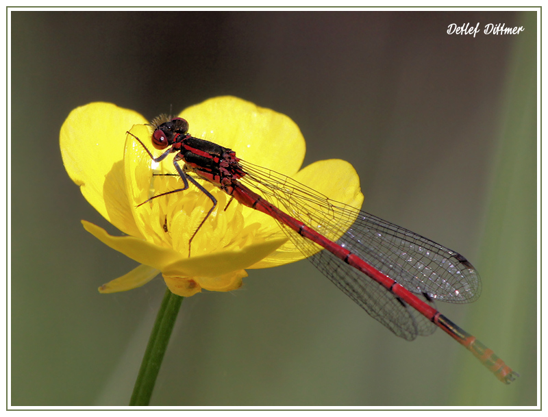 Frhe Adonislibelle