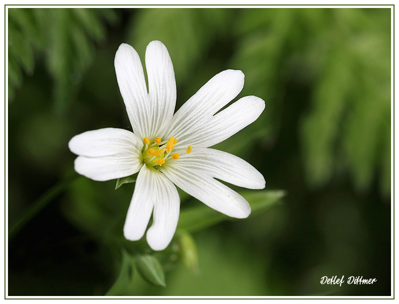 Groe Sternmiere
