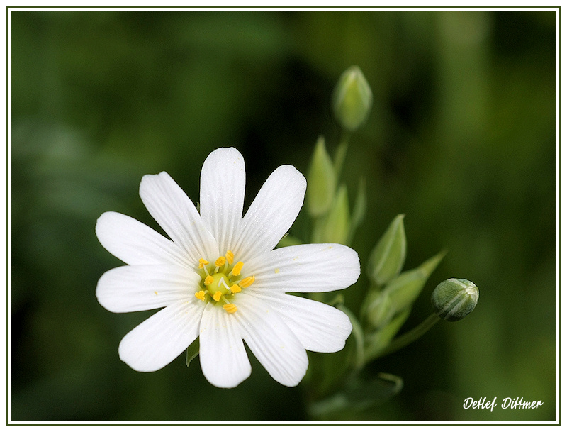 Groe Sternmiere