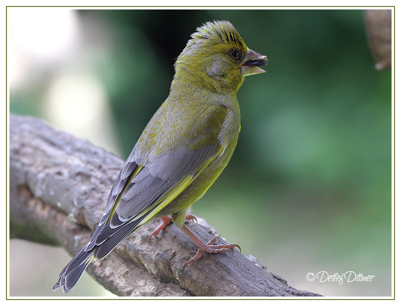 Grnfink (Jungvogel)