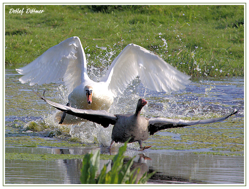 Hckerschwan