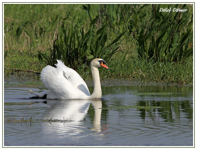 Hckerschwan