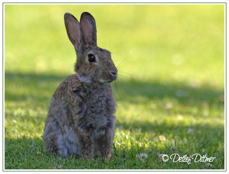 Wildkaninchen