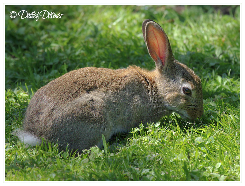 Wildkaninchen