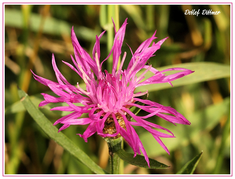 Wiesen-Flockenblume