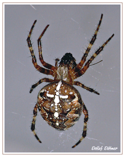 Gartenkreuzspinne