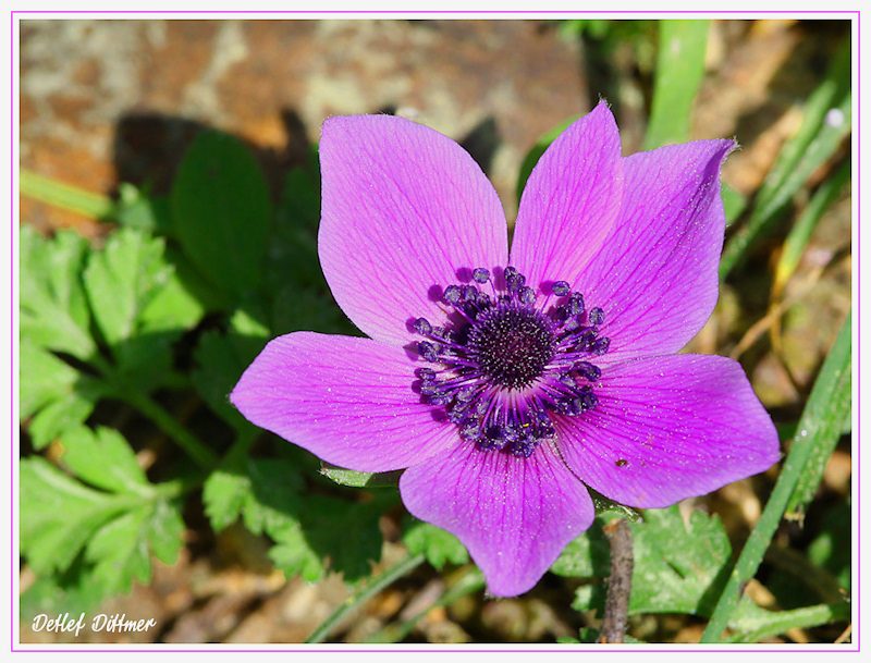 Kronen-Anemone