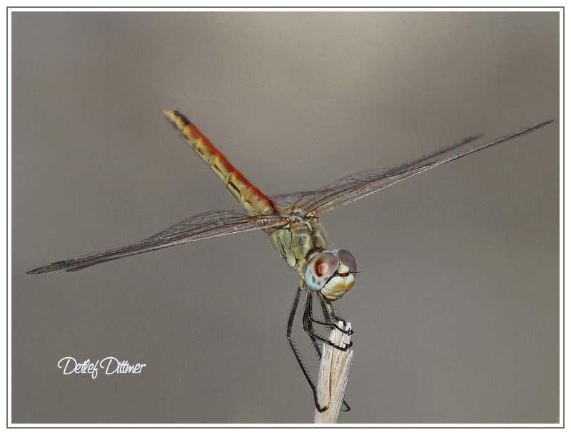 frhe Heidelibelle (weiblich)