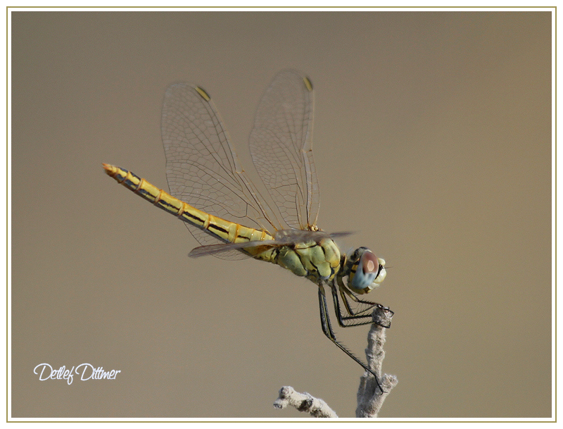 frhe Heidelibelle (weiblich)