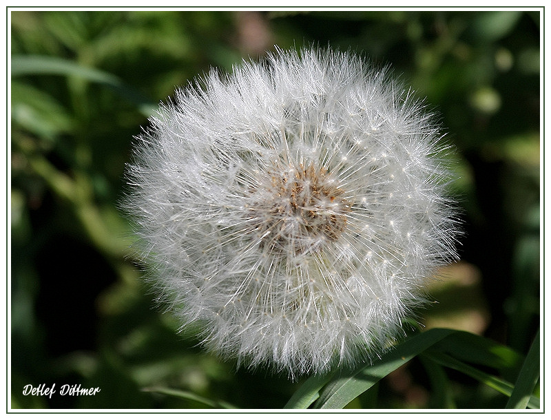Pusteblume - Lwenzahn