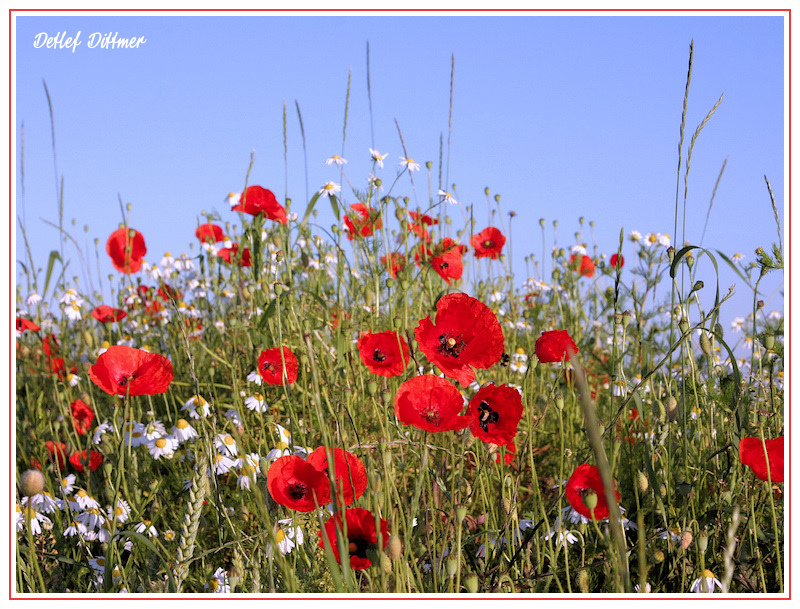 Mohn-Blte
