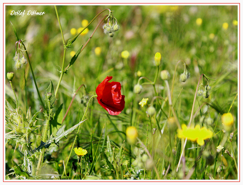Mohnblume (Klatsch-Mohn)