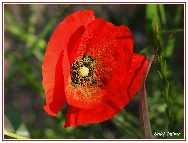 Mohnblume (Klatsch-Mohn)