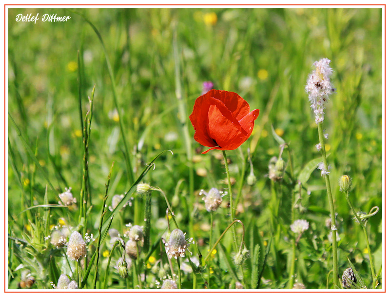 Mohnblume (Klatsch-Mohn)
