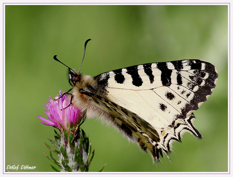 Osterluzeifalter