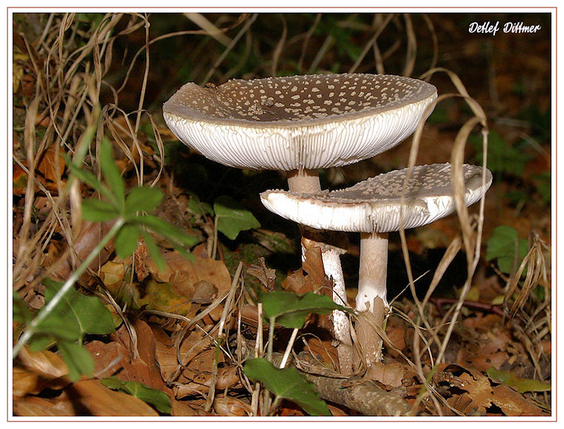 Pantherpilz