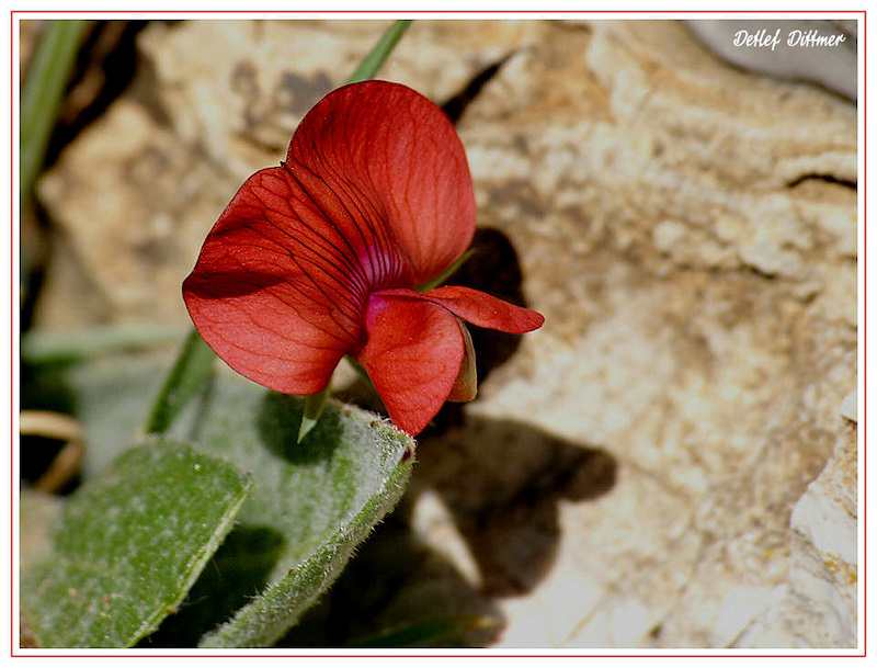 Rote Platterbse