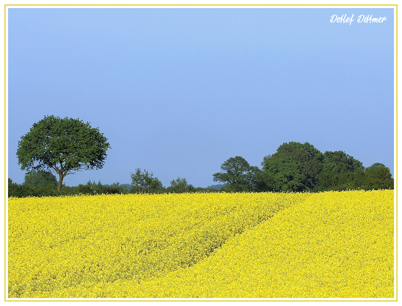 Rapsfeld
