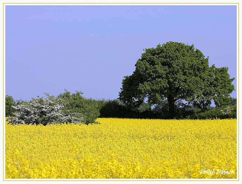 Rapsfeld