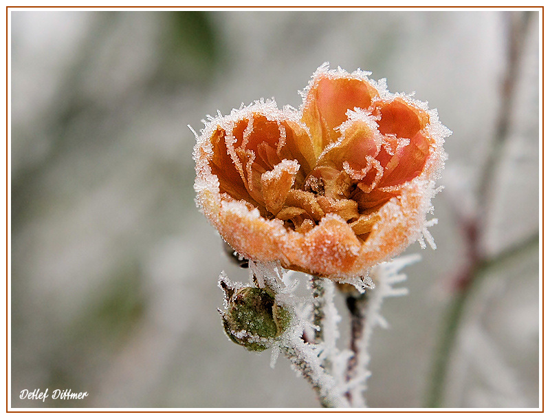 Winter-Rose