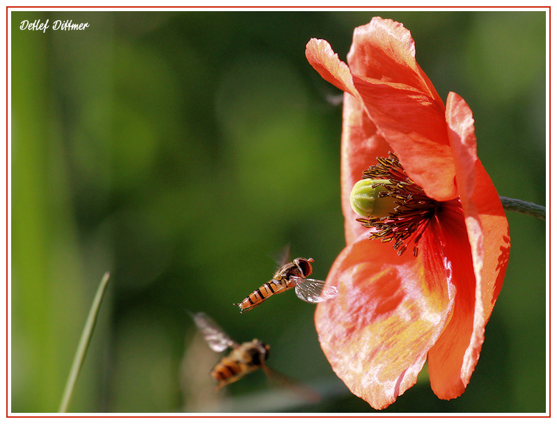 Schwebfliege