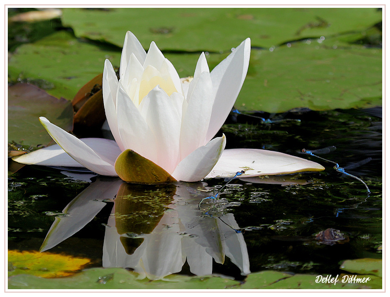 Seerose