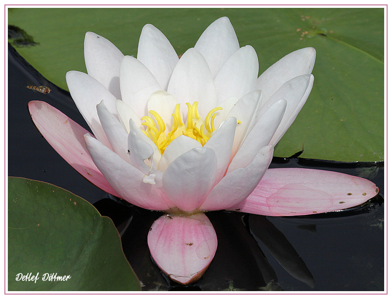 Seerose