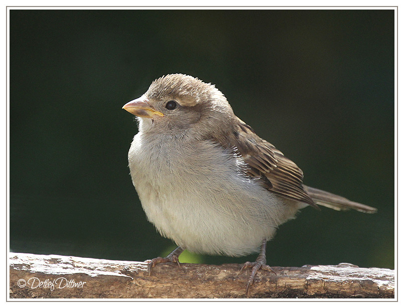 Haussperling (Nachwuchs / Jungvogel)