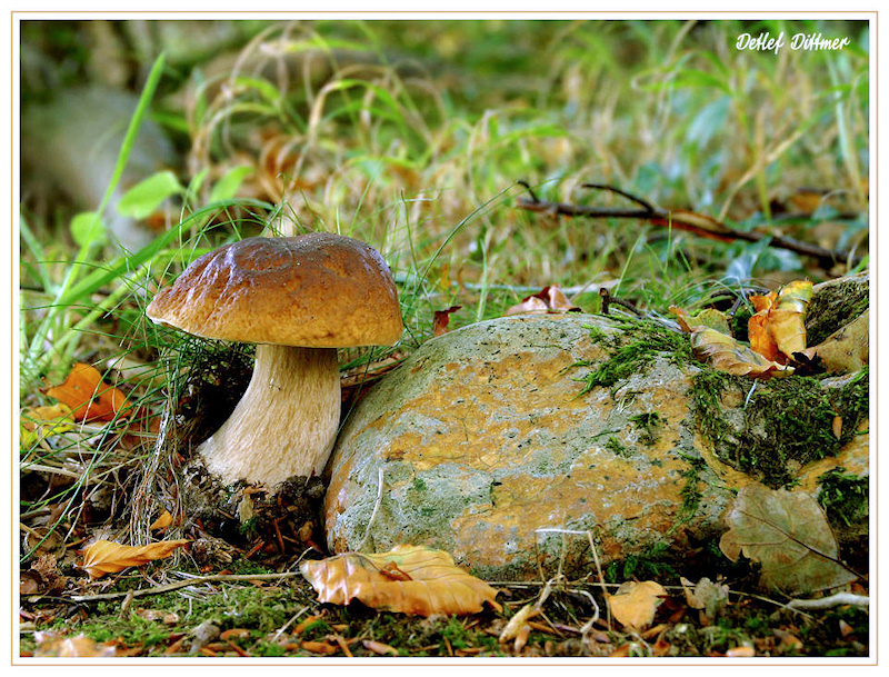Steinpilz