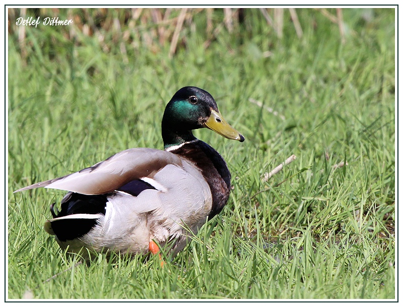 Stockente