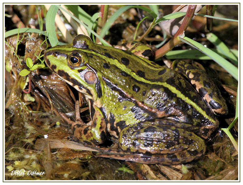 Teichfrosch