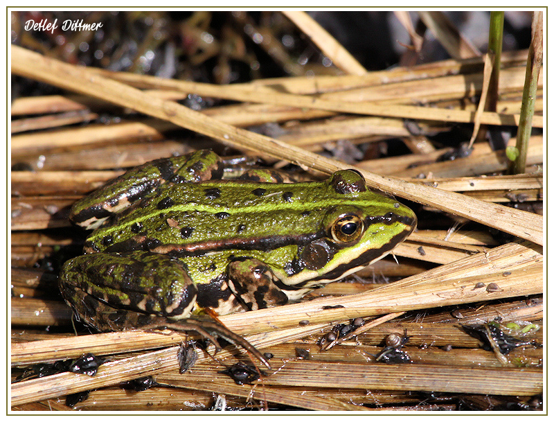 Teichfrosch
