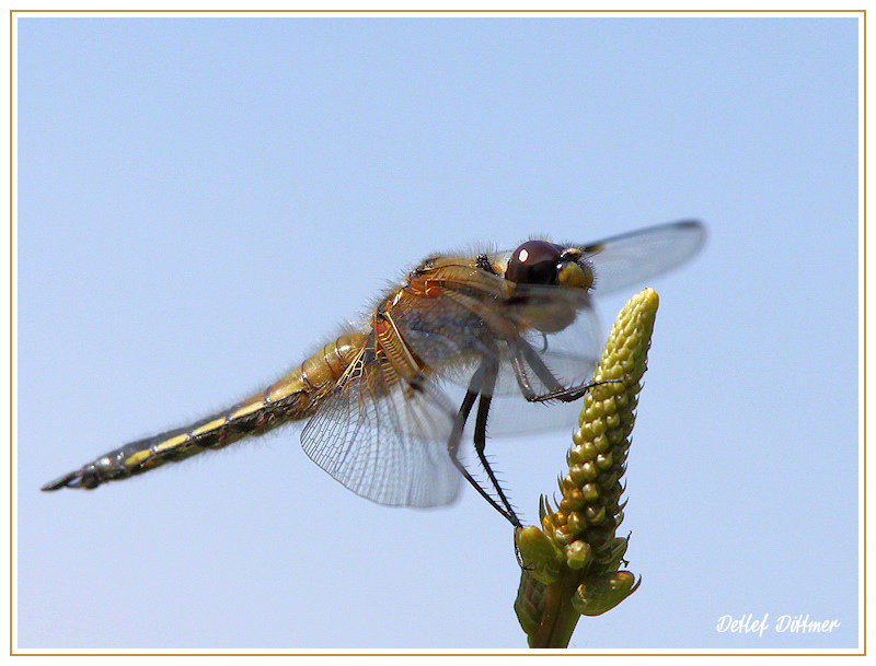 Vierfleck-Libelle